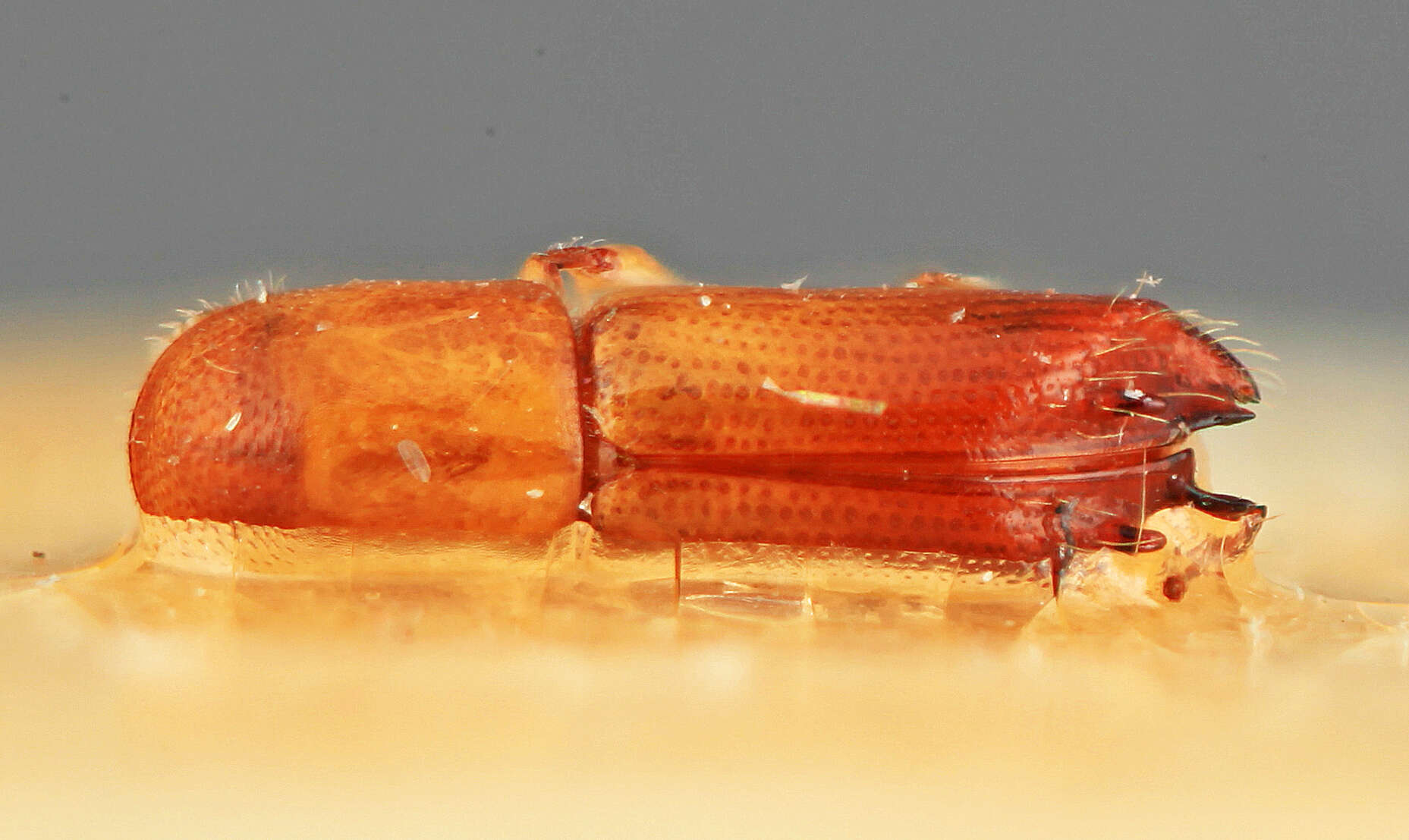 Image of Monarthrum surinamensis Wood 2007