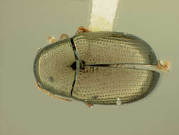 Image of Chaetocnema prolata R. White 1996