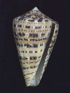 Image of garter cone