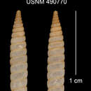 Sivun Liocallonia cumbrensis C. Torre & Bartsch 1972 kuva