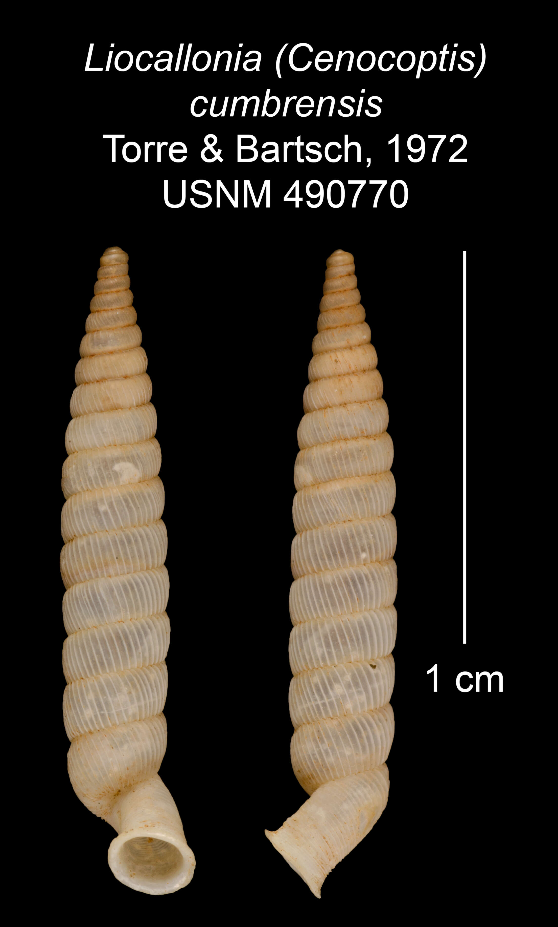 Imagem de Liocallonia cumbrensis C. Torre & Bartsch 1972