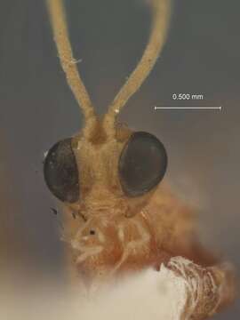 Image of Parasitoid wasp
