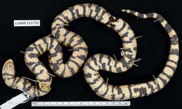 Image of Lampropeltis micropholis Cope 1860