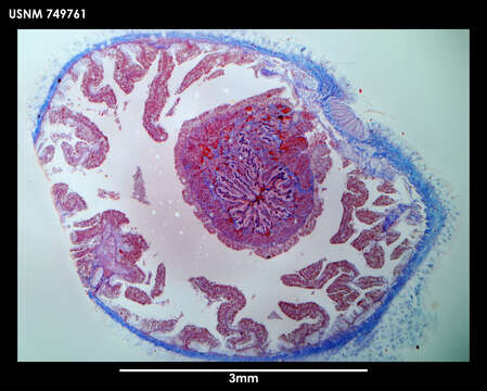 Image of Utralvoherpia abyssalis Salvini-Plawen 1978