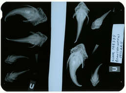 Plancia ëd Acanthocottus sellaris Gilbert 1896