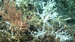 Image of lettuce coral