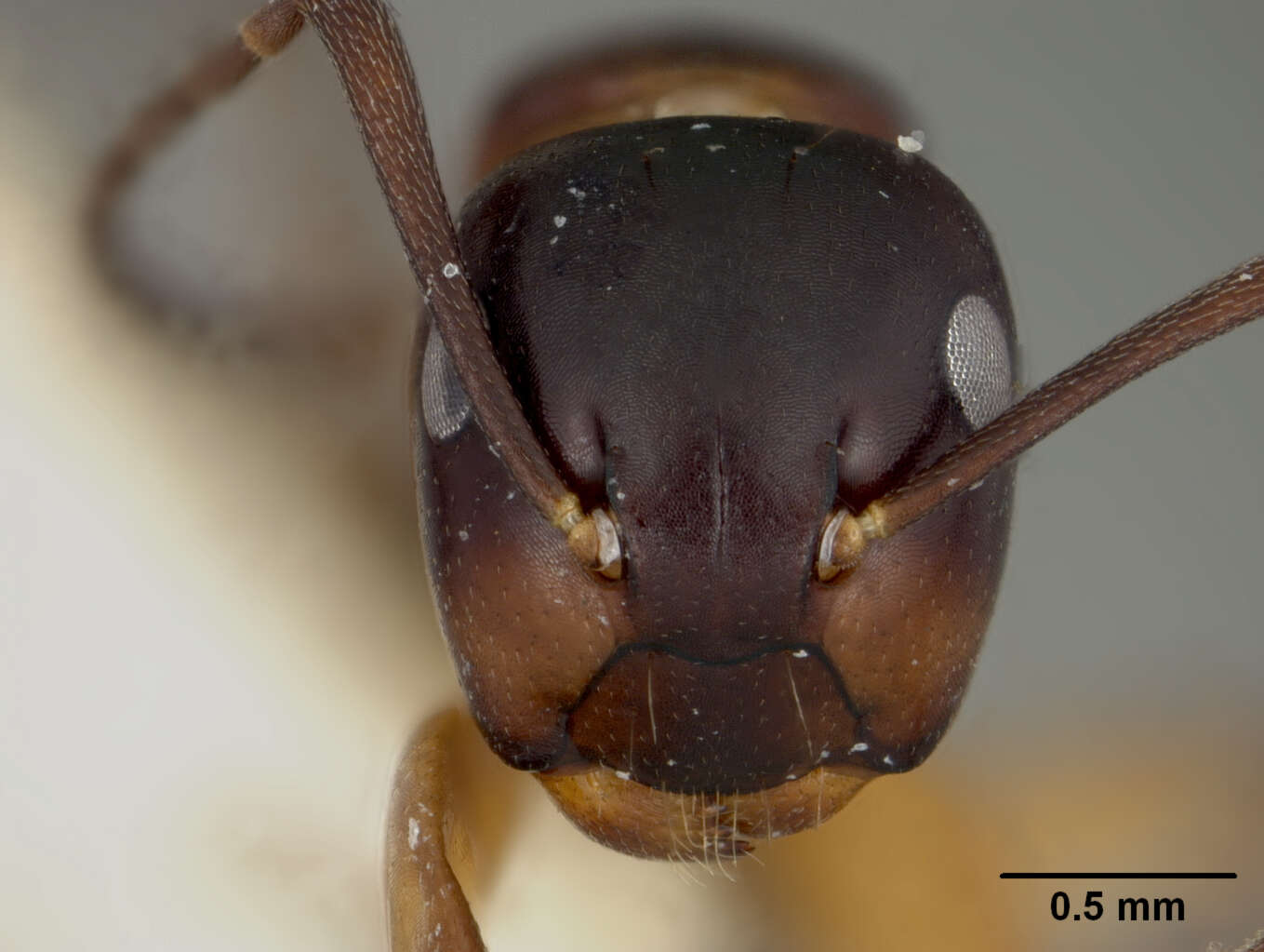 Plancia ëd Camponotus laminatus levuanus Mann 1921