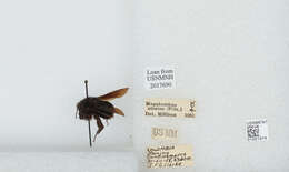 Image of Bombus pauloensis Friese 1912