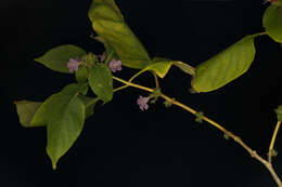 Image of Ruellia inundata Kunth