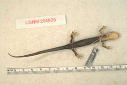 Image of Fourche Mountain Salamander