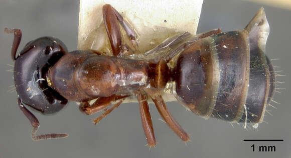 Image of Camponotus fallax (Nylander 1856)