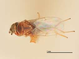 Image of Encyrtid parasitoid