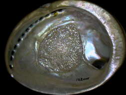 Image of Black Abalone