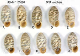 Image of Cerion uva knipensis H. B. Baker 1924