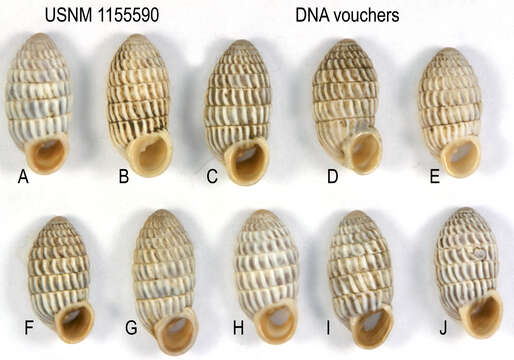 Image of Cerion uva knipensis H. B. Baker 1924