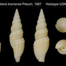 Image of Nodicostellaria kremerae Petuch 1987