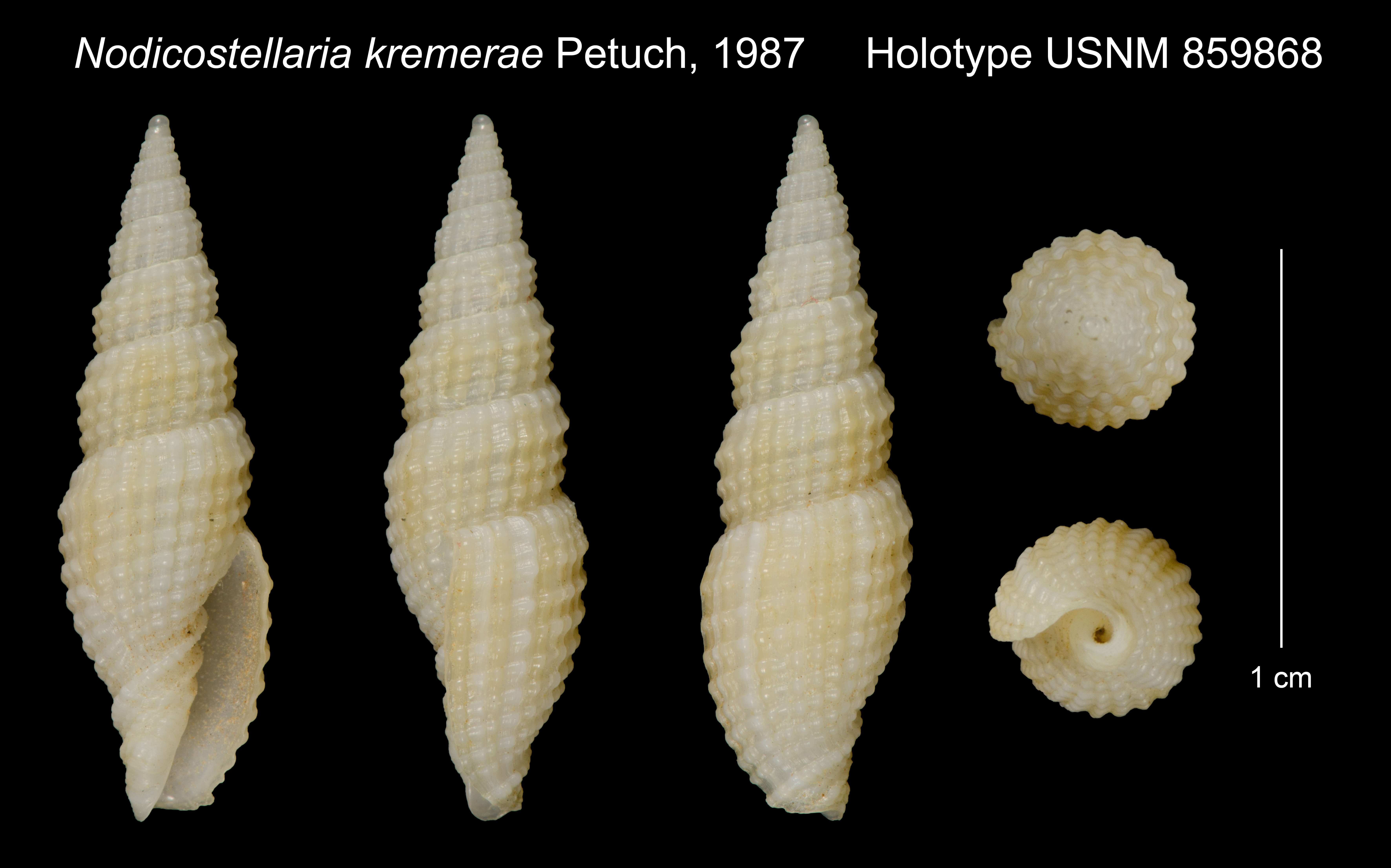 Image of Nodicostellaria kremerae Petuch 1987