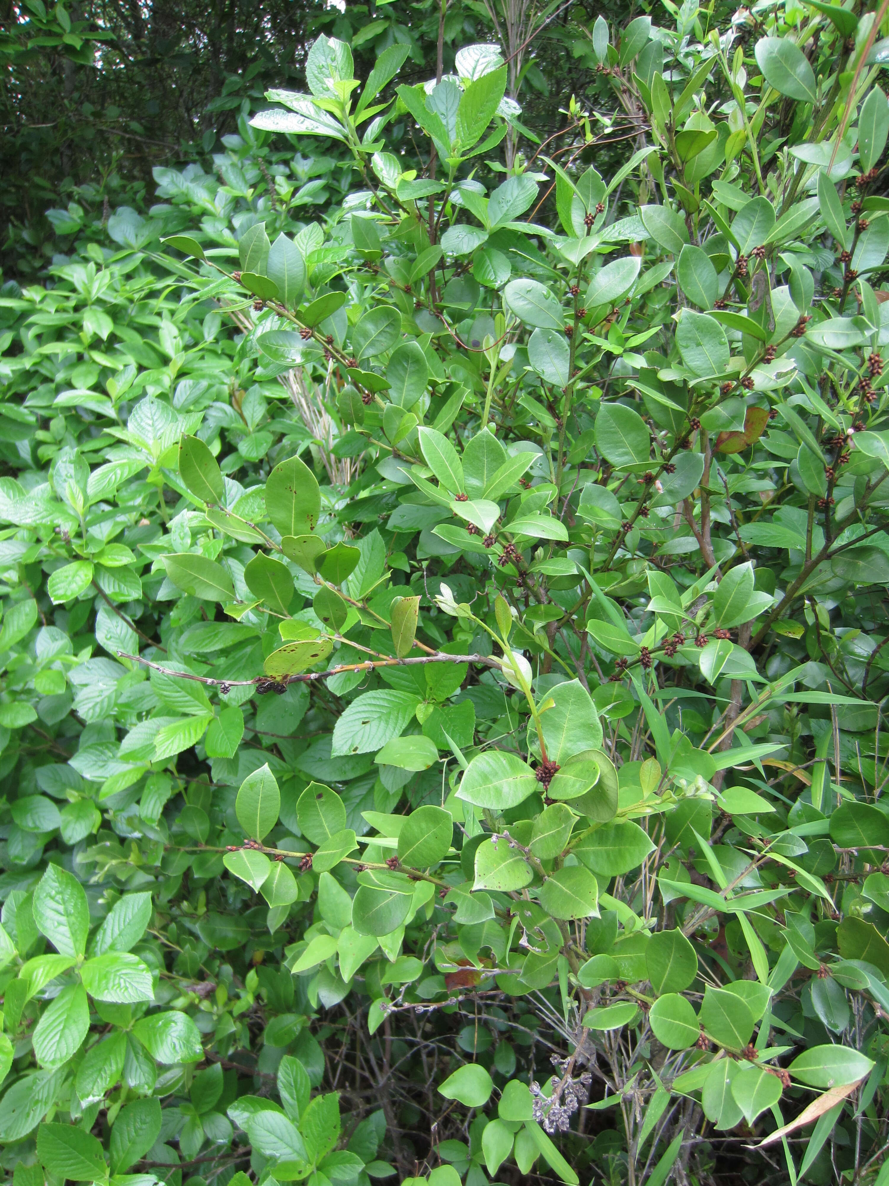 Lyonia lucida (Lam.) C. Koch resmi