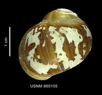 Image of Falsilunatia notorcadensis Dell 1990