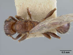 Image of Tetramorium melanogyna Mann 1919