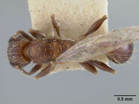 Image of Tetramorium melanogyna Mann 1919