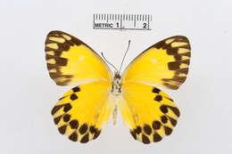 Image of Belenois theora (Doubleday 1846)