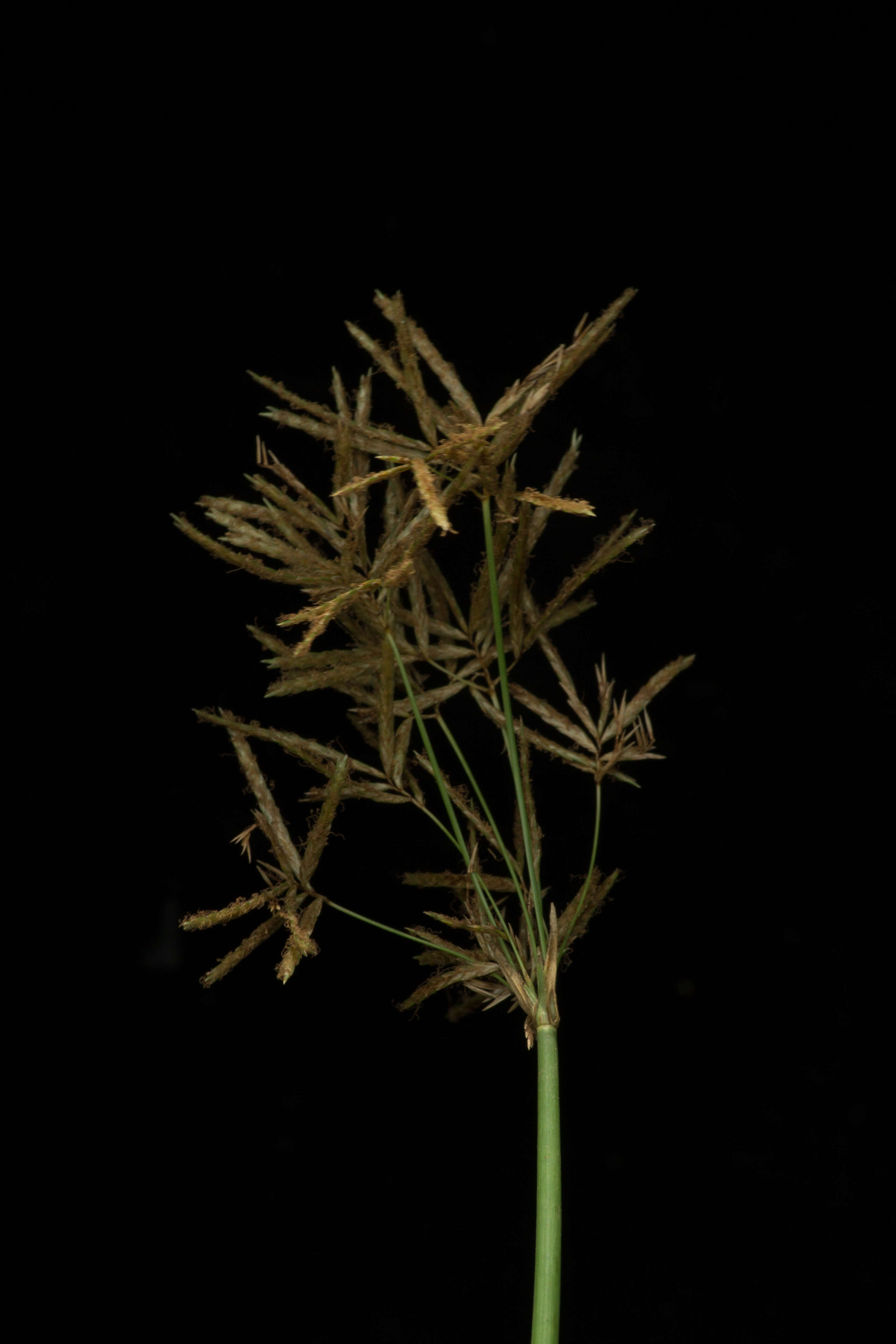 Image of Jointed Flatsedge