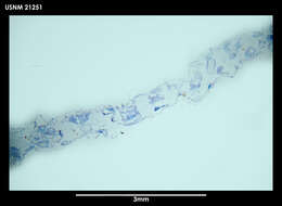 Image of Alcyonidium simulatum Porter & Hayward 2004