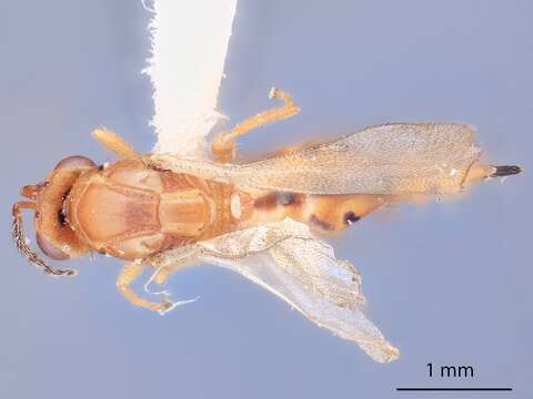 Image of Sigmophora prolixa Ikeda 1999