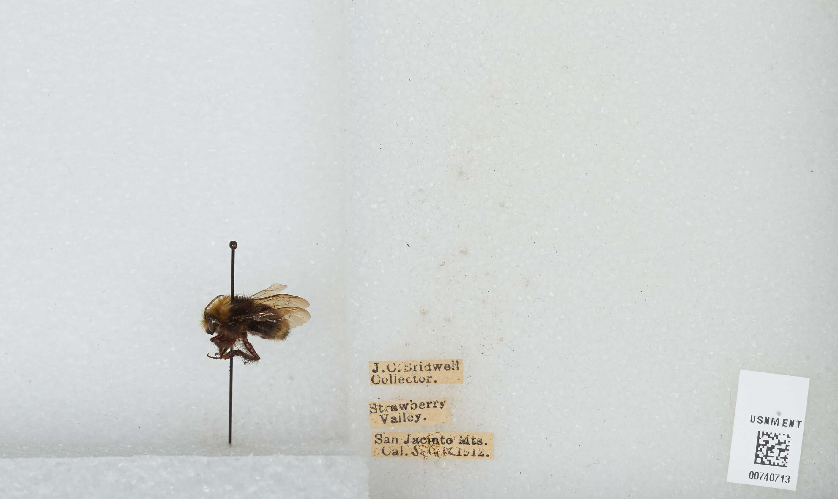 Plancia ëd Bombus vandykei (Frison 1927)