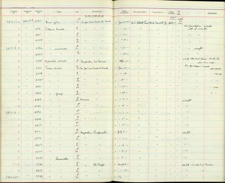 Catharus fuscater sanctaemartae Ridgway 1904 resmi