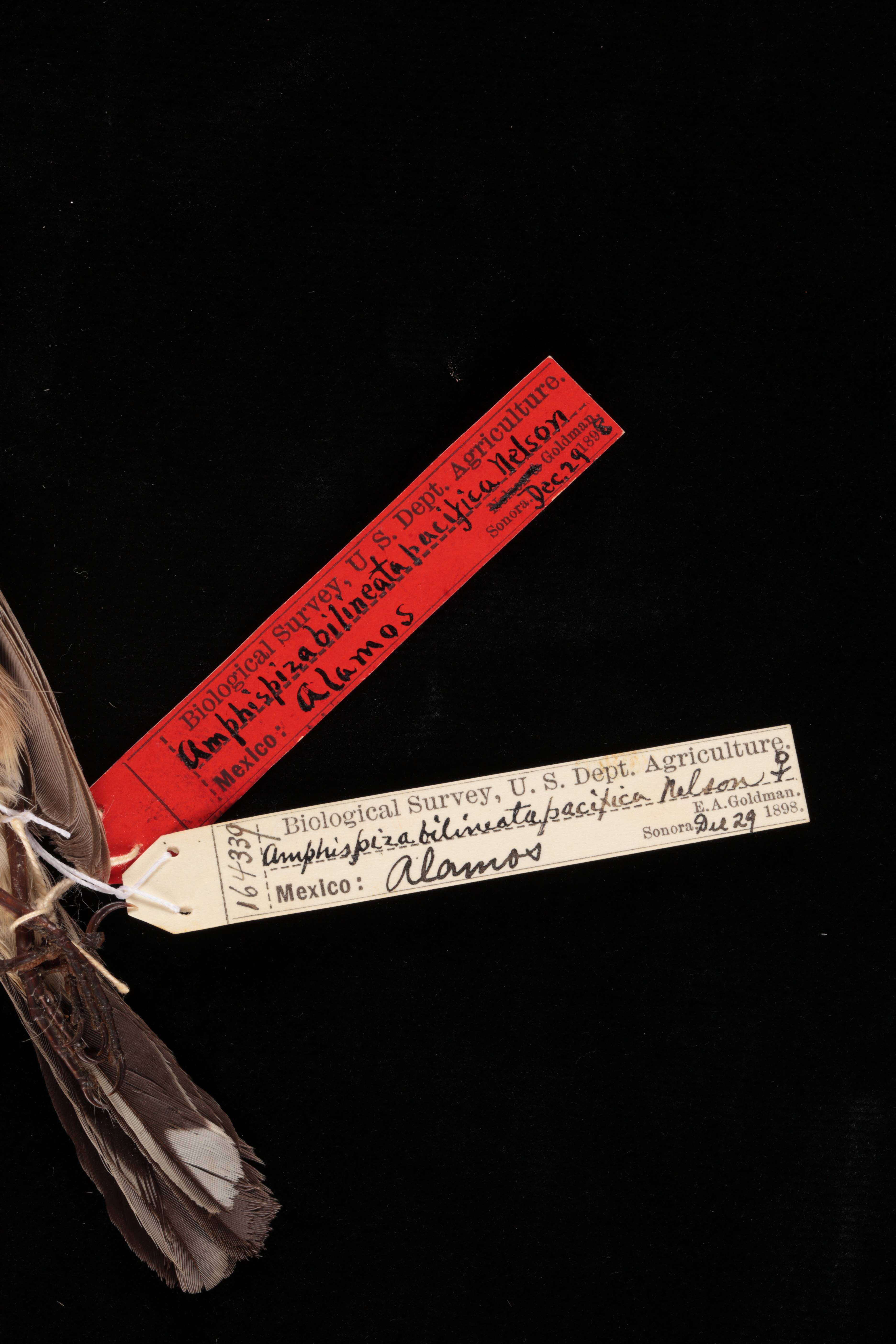 Sivun Amphispiza bilineata pacifica Nelson 1900 kuva