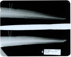 Gymnothorax kidako (Temminck & Schlegel 1846) resmi