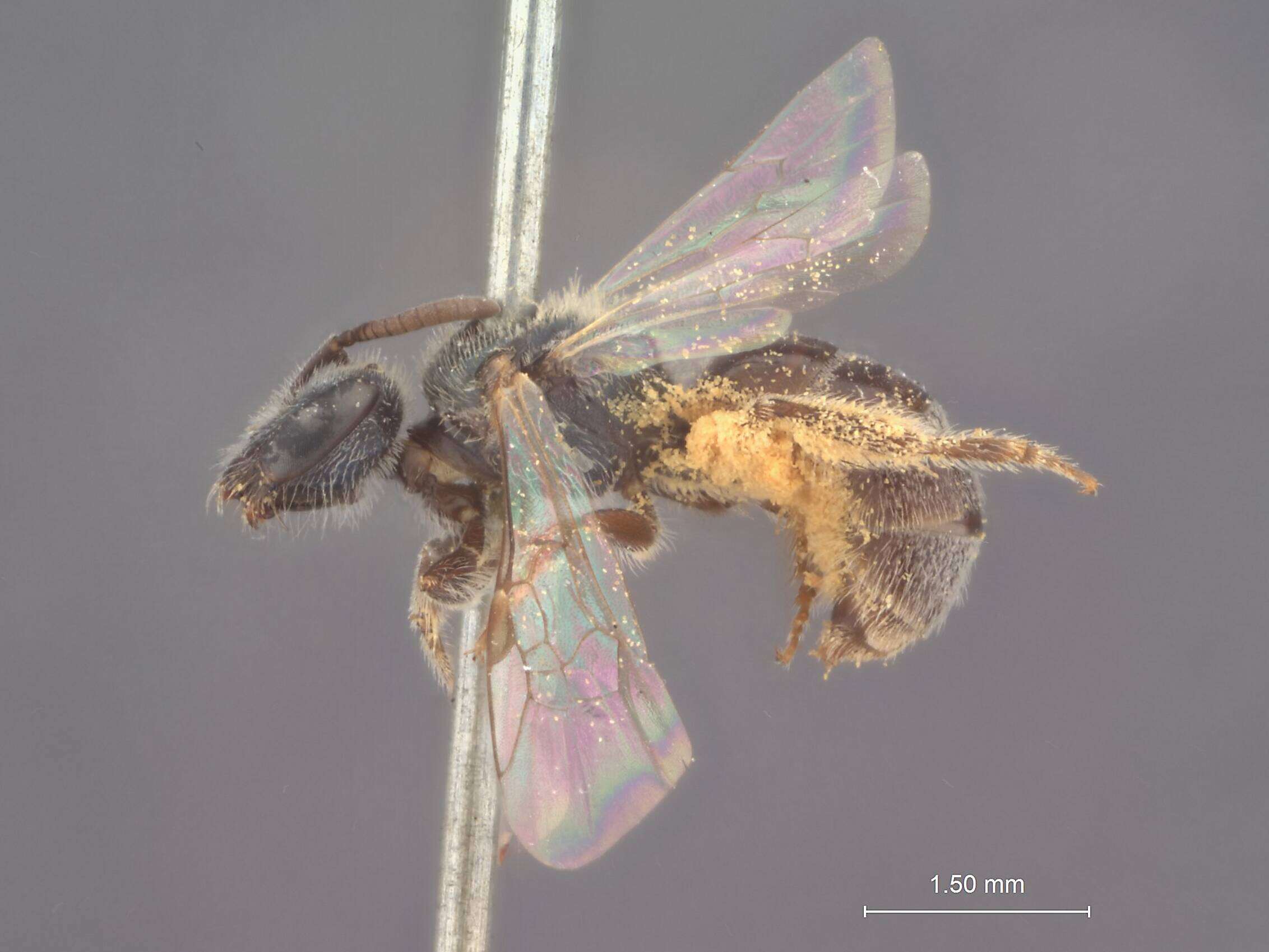 Image of Halictus argaeus Bluethgen 1931