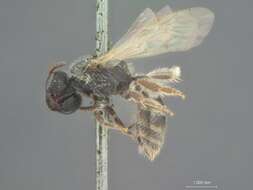 Image of Halictus