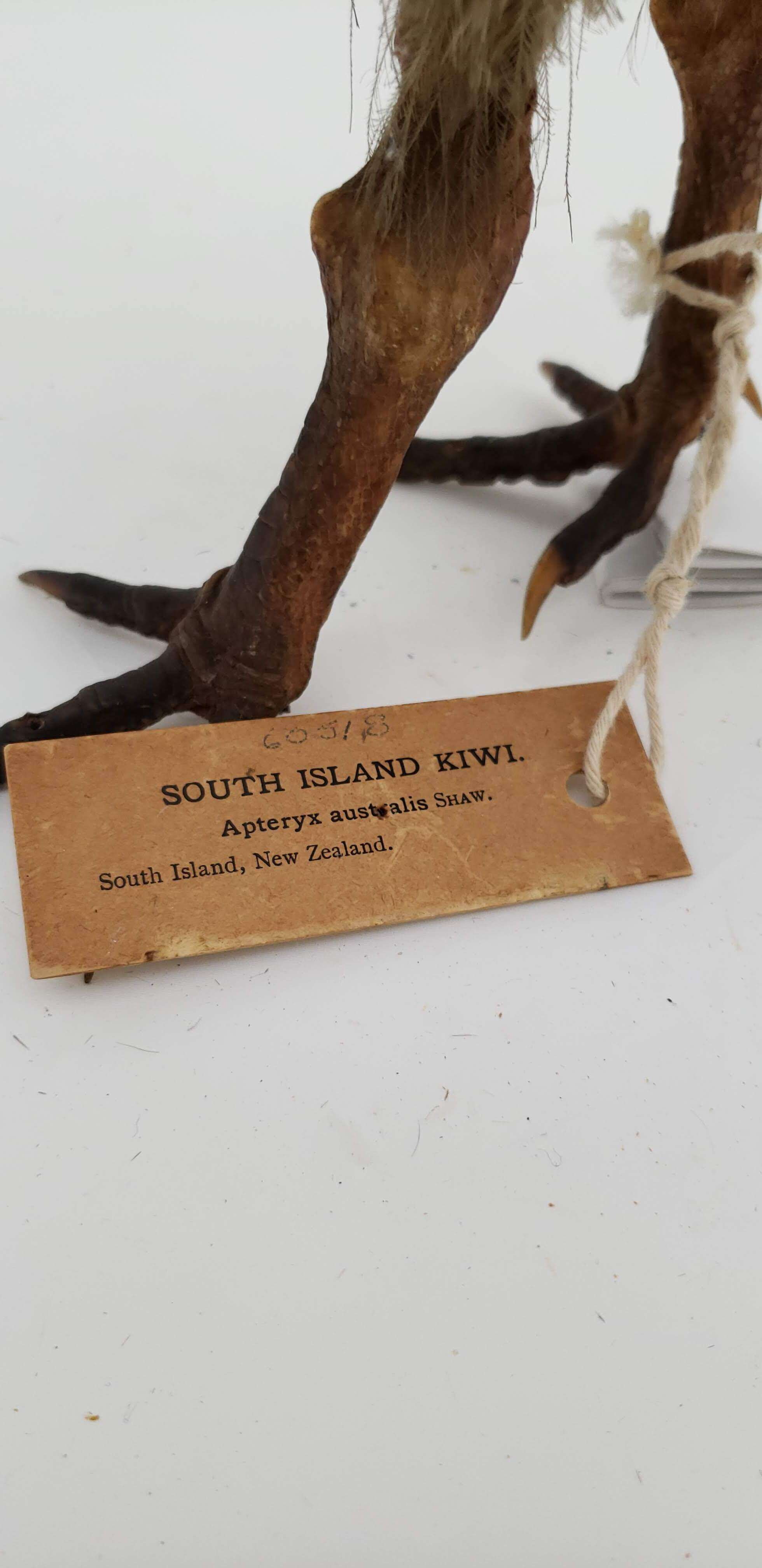 Image of Southern Brown Kiwi