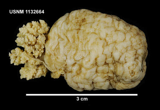 Image of Echinopsolus mollis (Ludwig & Heding 1935)