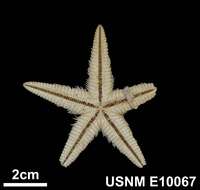 Image of Astropecten cingulatus Sladen 1883