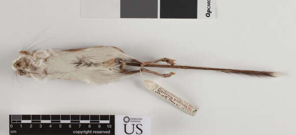 Image of Phillip's Kangaroo Rat