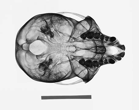 Plancia ëd Chlorocebus pygerythrus pygerythrus (F. Cuvier 1821)