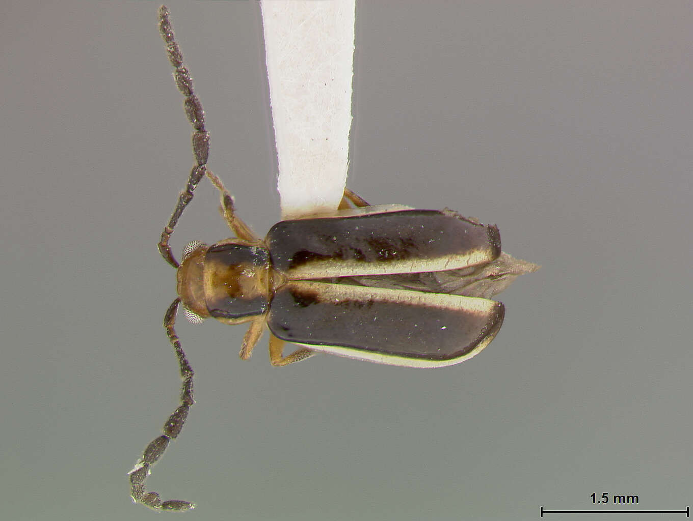 Image of Luperosoma Jacoby 1891