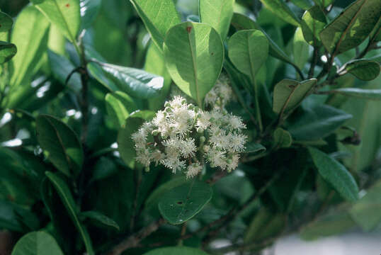 Image of Allspice