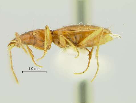 Pseudanophthalmus holsingeri Barr 1965的圖片