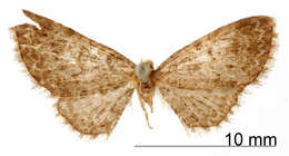 Image of Eupithecia vilis Schaus 1913