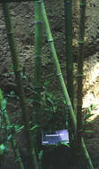 Image of running giant bamboo