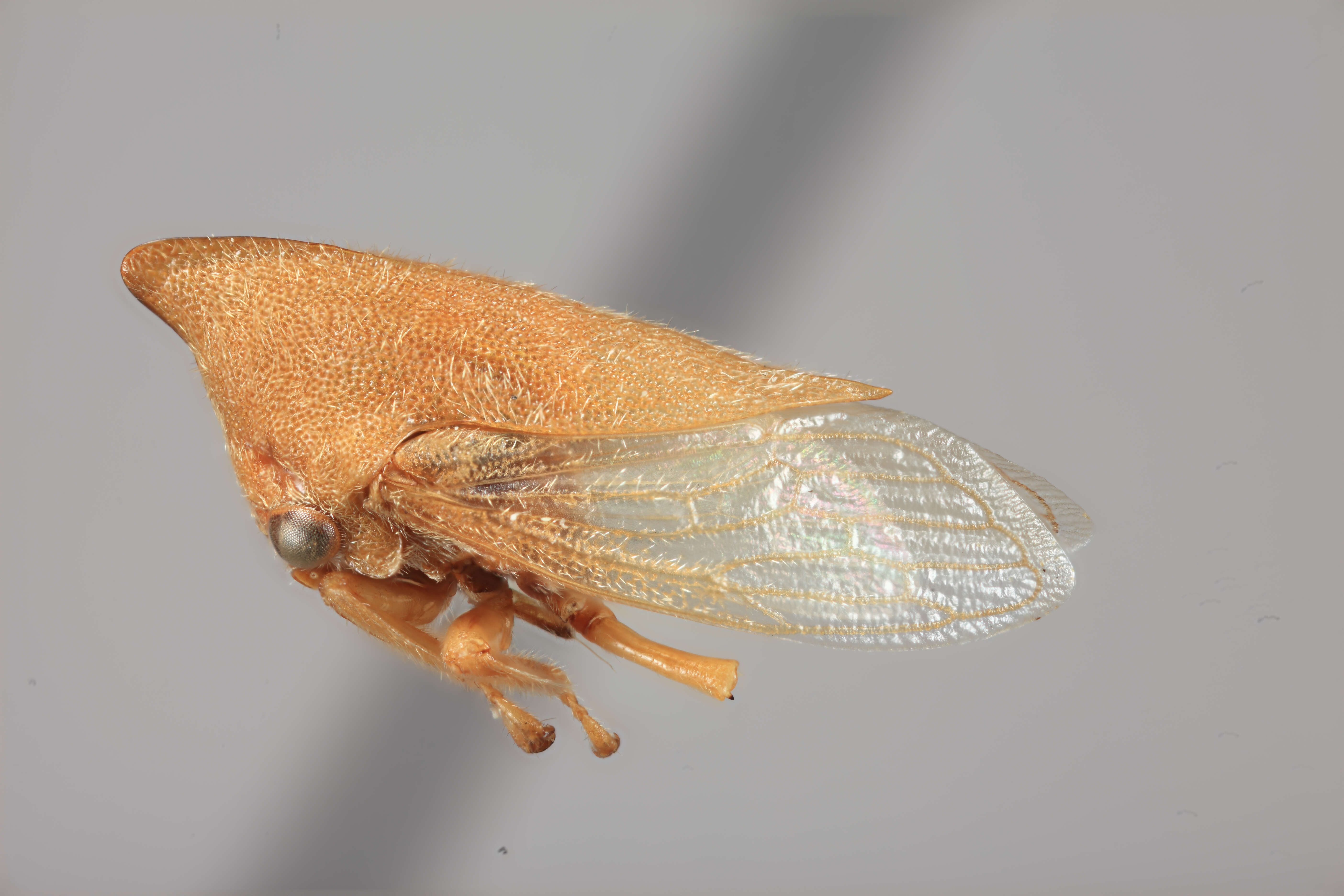 Image of Guayaquila inflata Dietrich