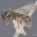 Image of Halictus nevadensis Crawford