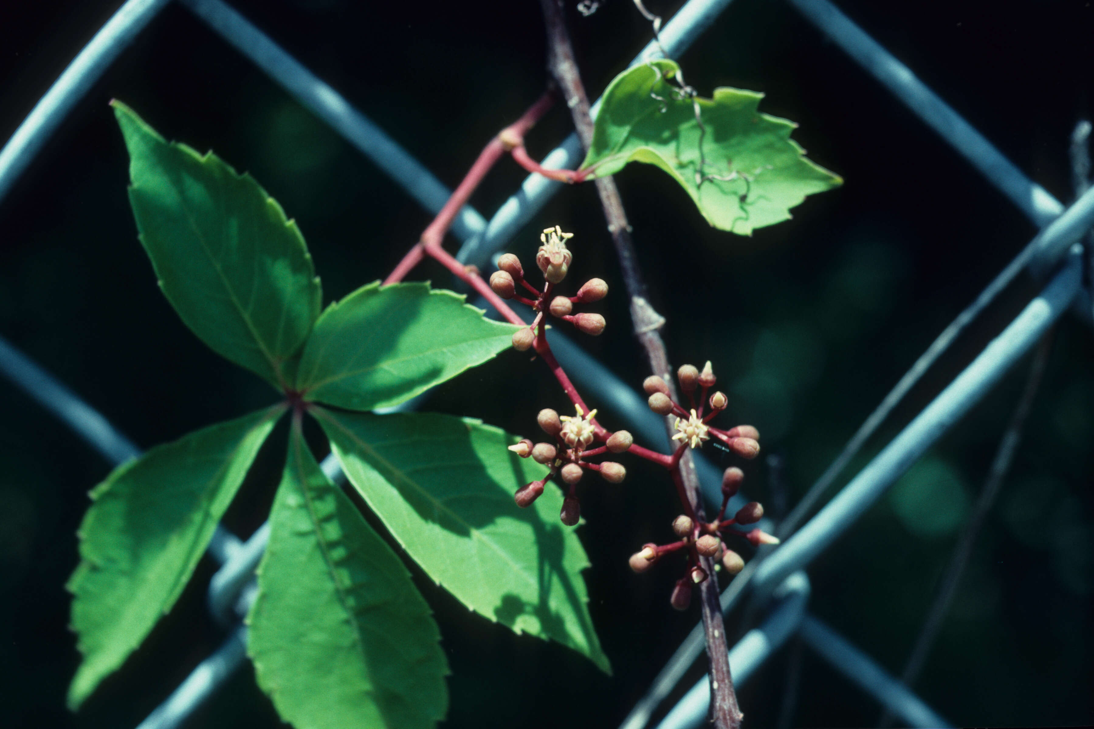 Image of Cissus L.