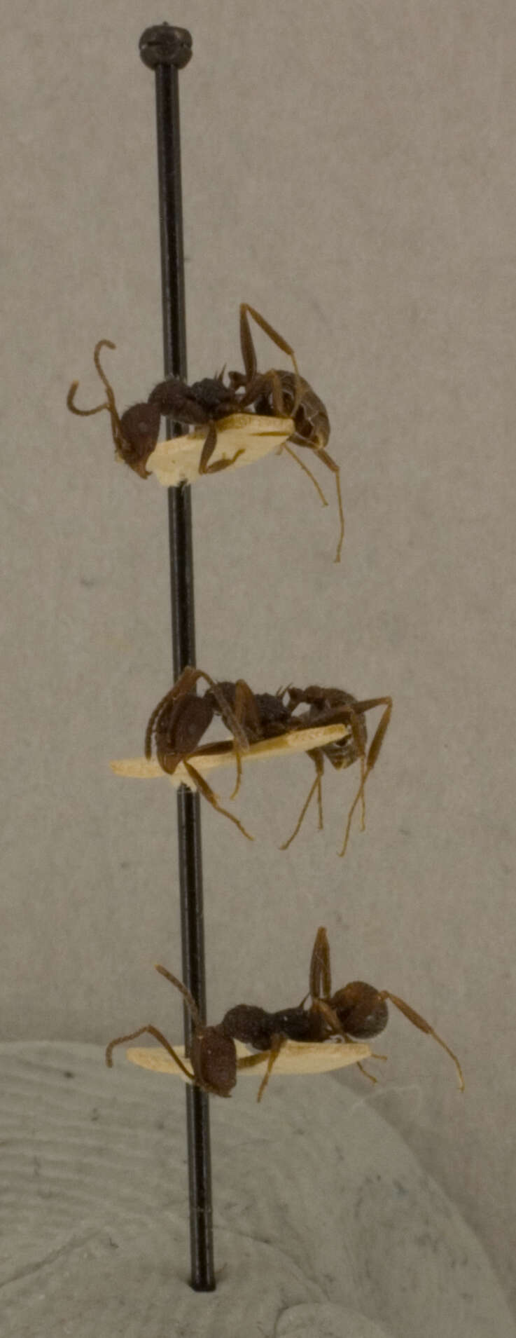 Image of Aphaenogaster relicta epinotalis Wheeler & Mann 1914