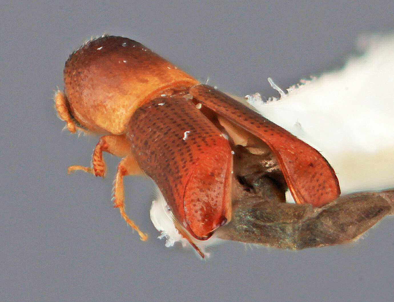 Image of Monarthrum infradentatum Wood 1974